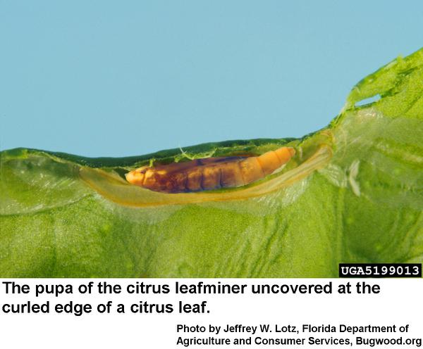 Citrus leafminers pupate under the curled edge of a leaf.